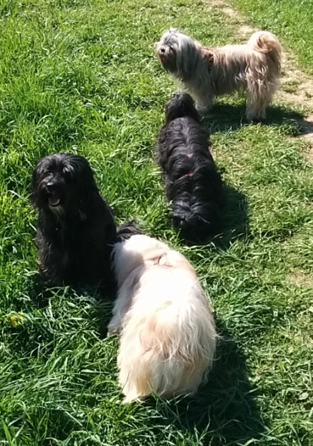 Shara, Alf, Nelly und Tibetterrier