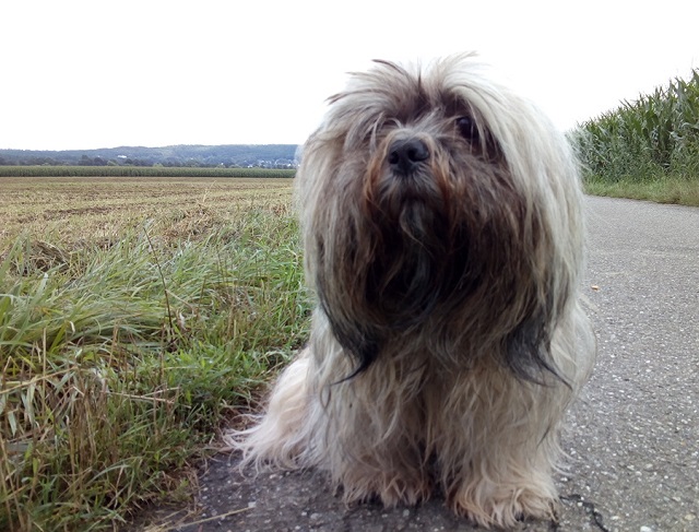 Nelly's letzter Spaziergang am 29.07.2016